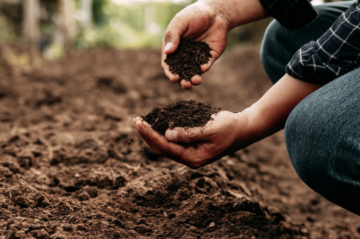 Hand of farmer inspecting soil health.