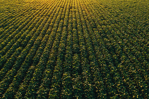 Aerial shot of cultivated soybean field