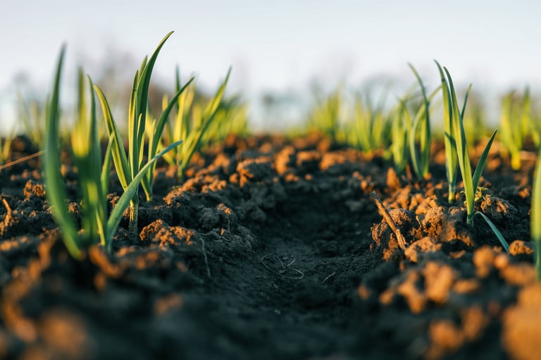 Young green sprouts emerging from freshly tilled soil at sunrise