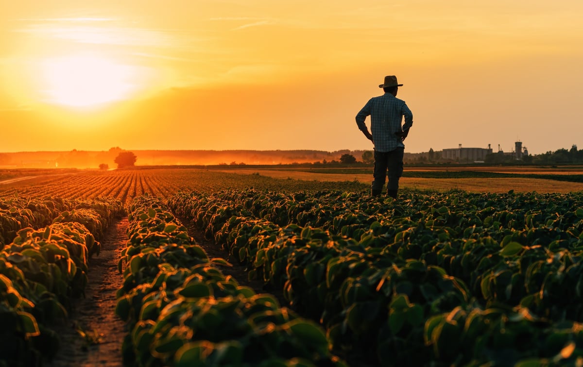 Back lit silhouette of male farmer standing in cultivated soybean field in summer sunset, selective focus