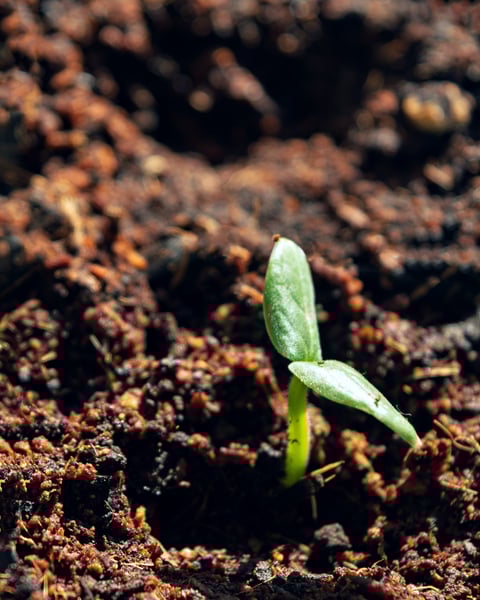 Green sprout emerging from soil