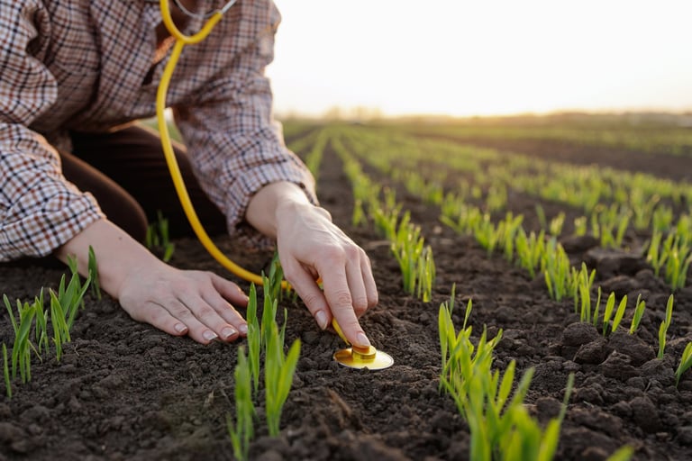 Agronomist examining young crop seedlings with stethoscope on field at sunrise