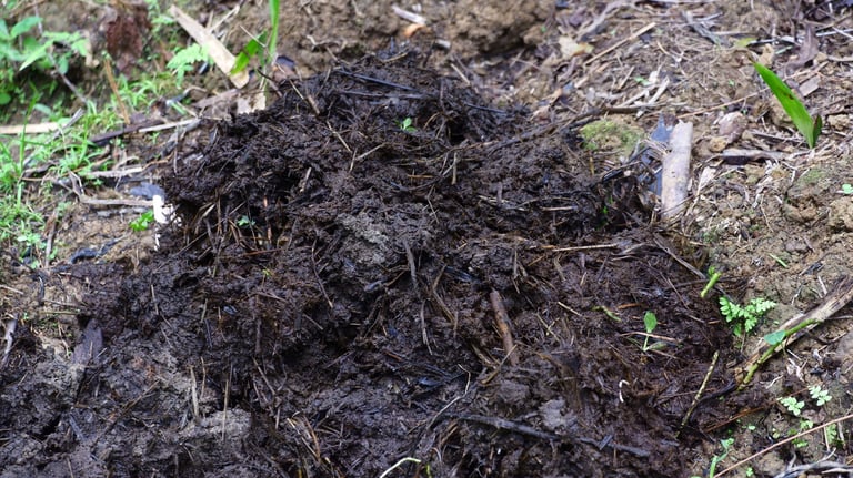 Organic compost pile