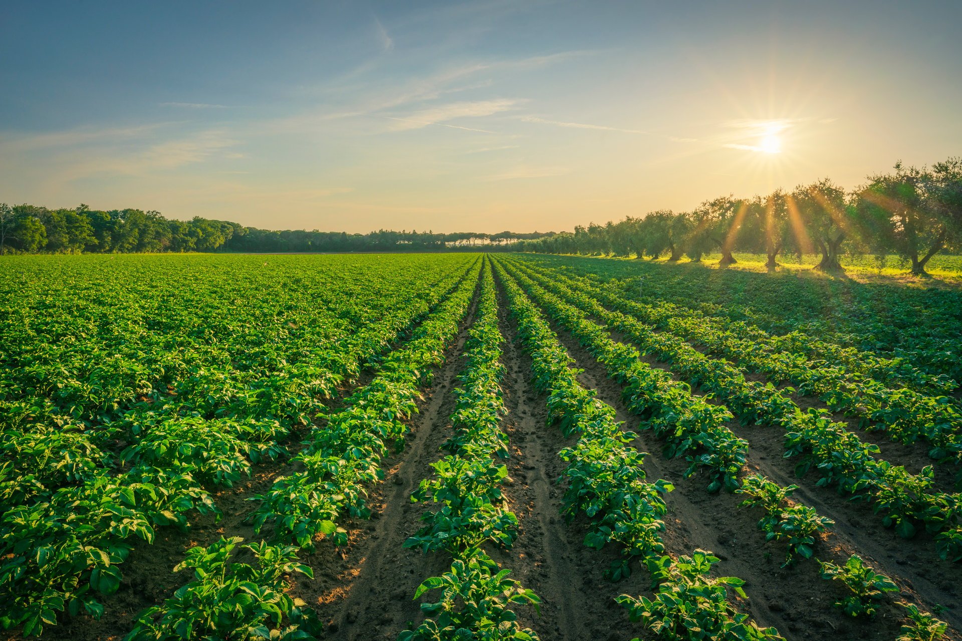 Agricultural field at sunrise with rows of crops
