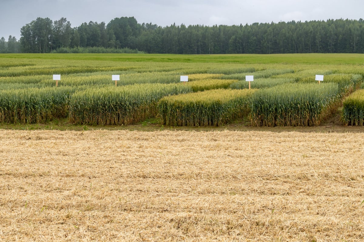 Cereal Crop Variety Trial Field with Identification Signs Agricultural Research Plot
