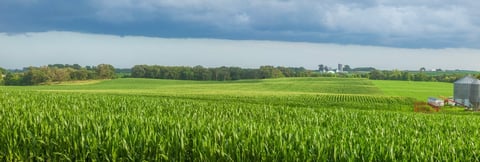Panorama of field of corn and a farm with rainy clouds above on a summer day in Minnesota