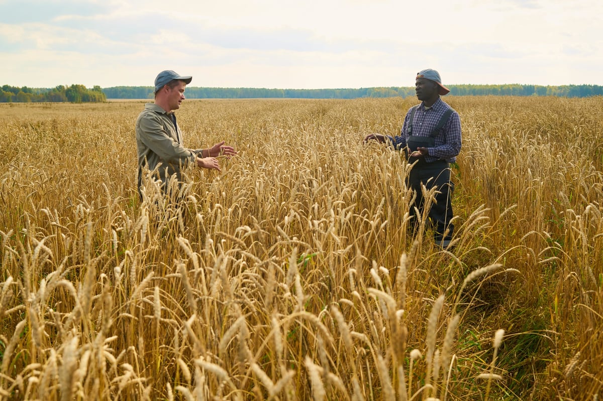 Caucasian young man and Black middle aged man standing in wheat field discussing crops, both gesturing with hands, tall golden wheat surrounding them, rural landscape visible