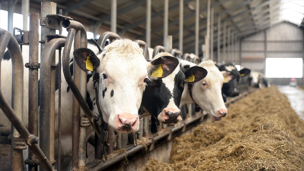 Close-up of dairy cows eating hay in modern livestock barn.