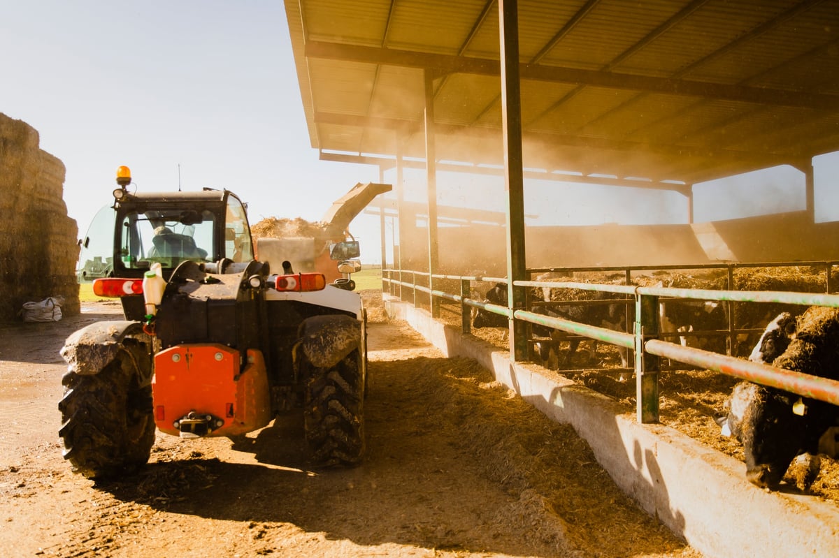 Trator agrícola distribuindo alimento para vacas leiteiras dentro do estábulo