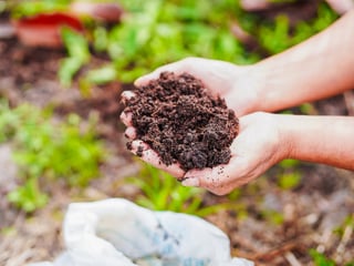 Close up hand holding soil compost in garden concept green energy