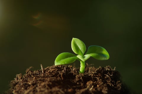 Seedling emerging from rich soil