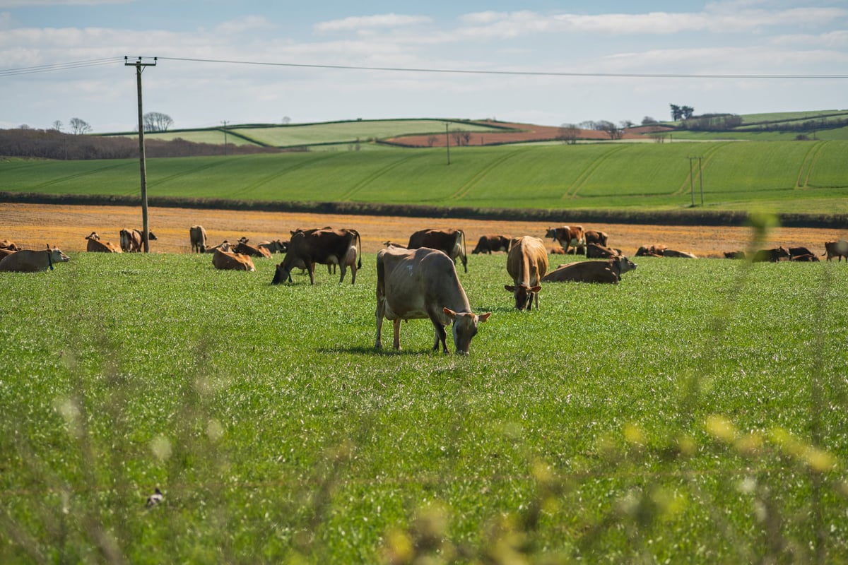 Wide-angle image of a herd of dairy cows grazing in a green pasture. Rolling hills and cultivated farmland stretch into the distance under a bright blue sky with scattered clouds.